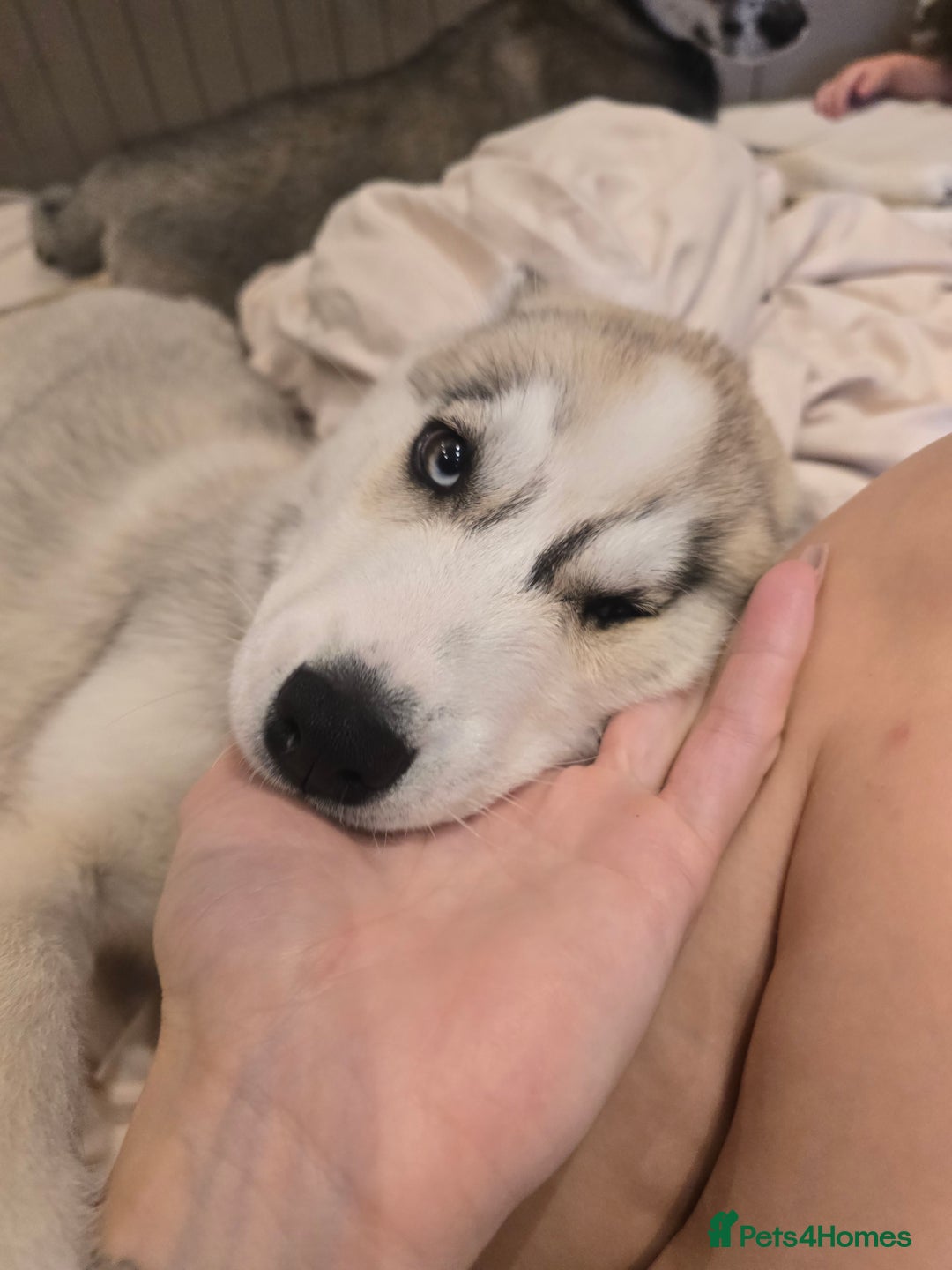 Siberian Husky dogs for sale: Stunning Pure siberian husky pups - Image 7