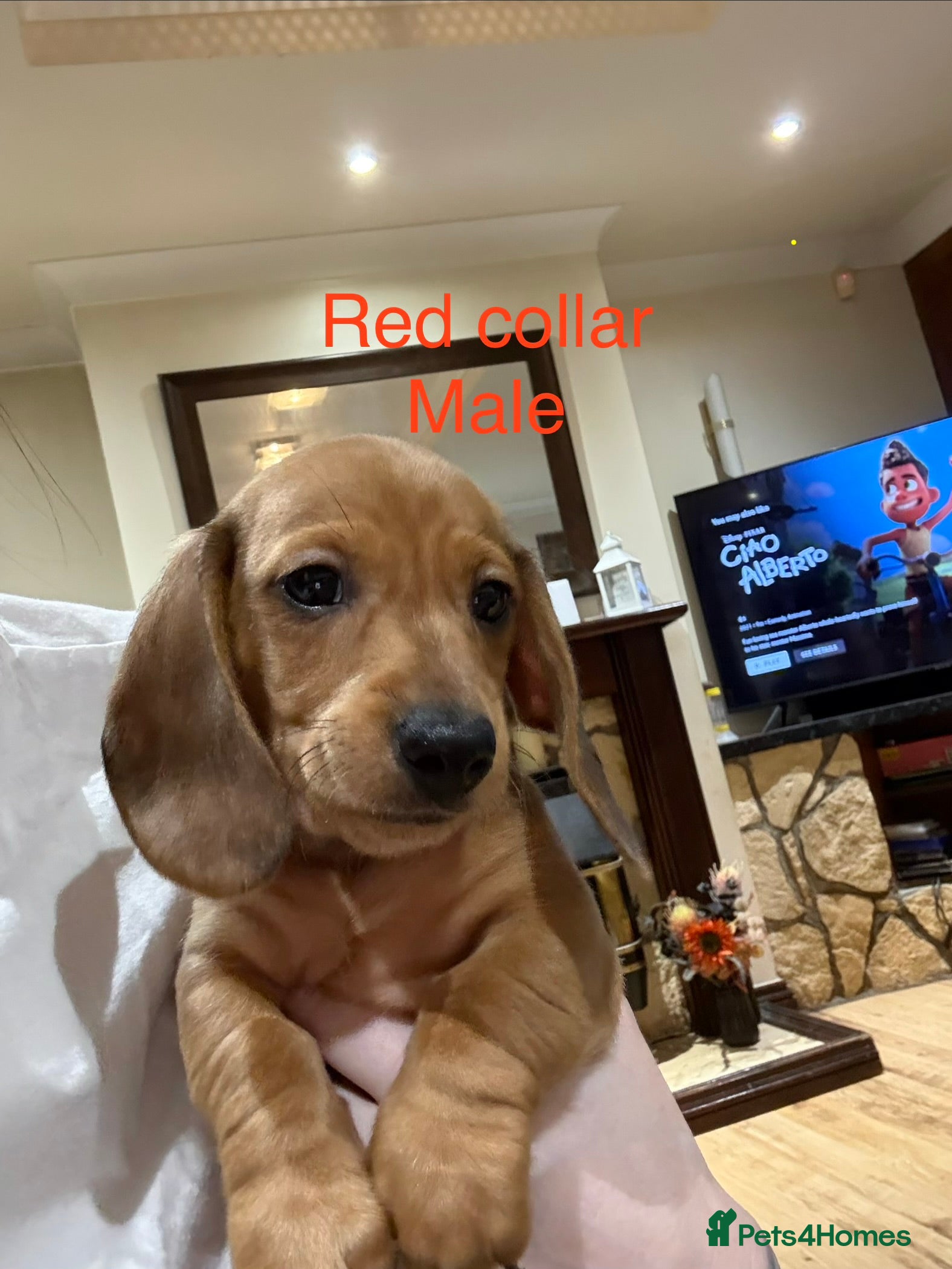 Miniature Dachshund dogs Miniature Dachshund Puppies💕 - Advert 2