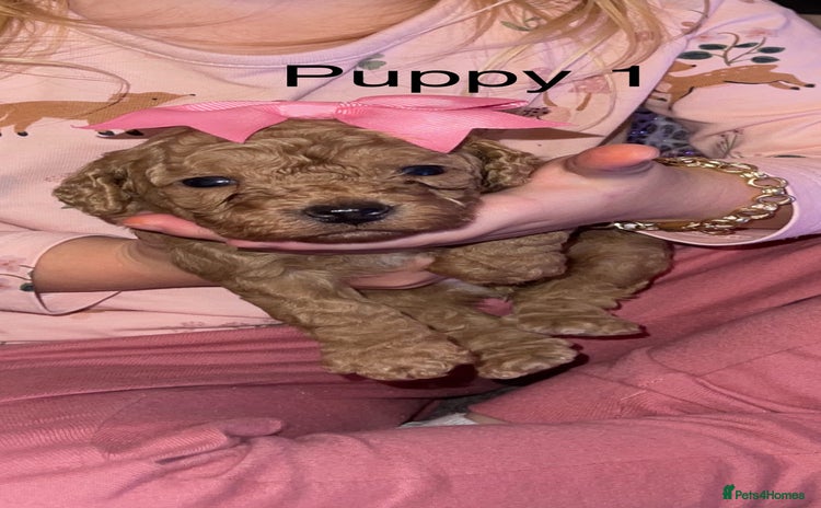 Cockapoo dogs Adorable 🐶 Cockapoo Pups 🐶 x6 Ready for new home - Advert 4