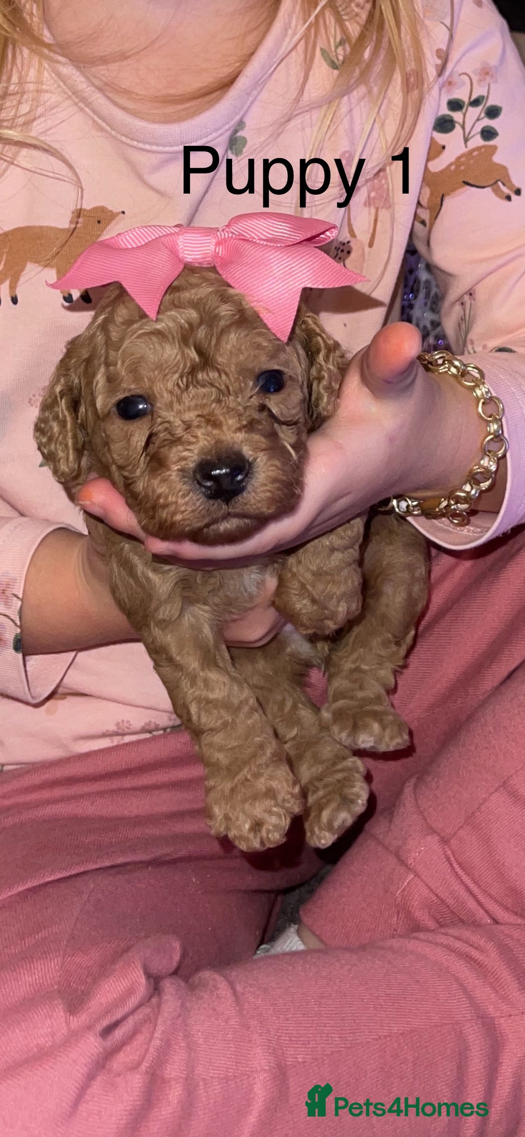 Cockapoo dogs for sale: Adorable 🐶 Cockapoo Pups 🐶 x6 Ready for new home - Advert 1