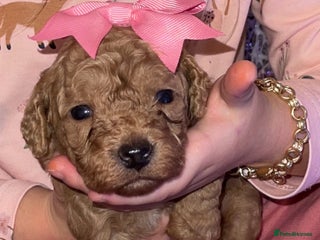Cockapoo dogs Adorable 🐶 Cockapoo Pups 🐶 x6 Ready for new home - Advert 4