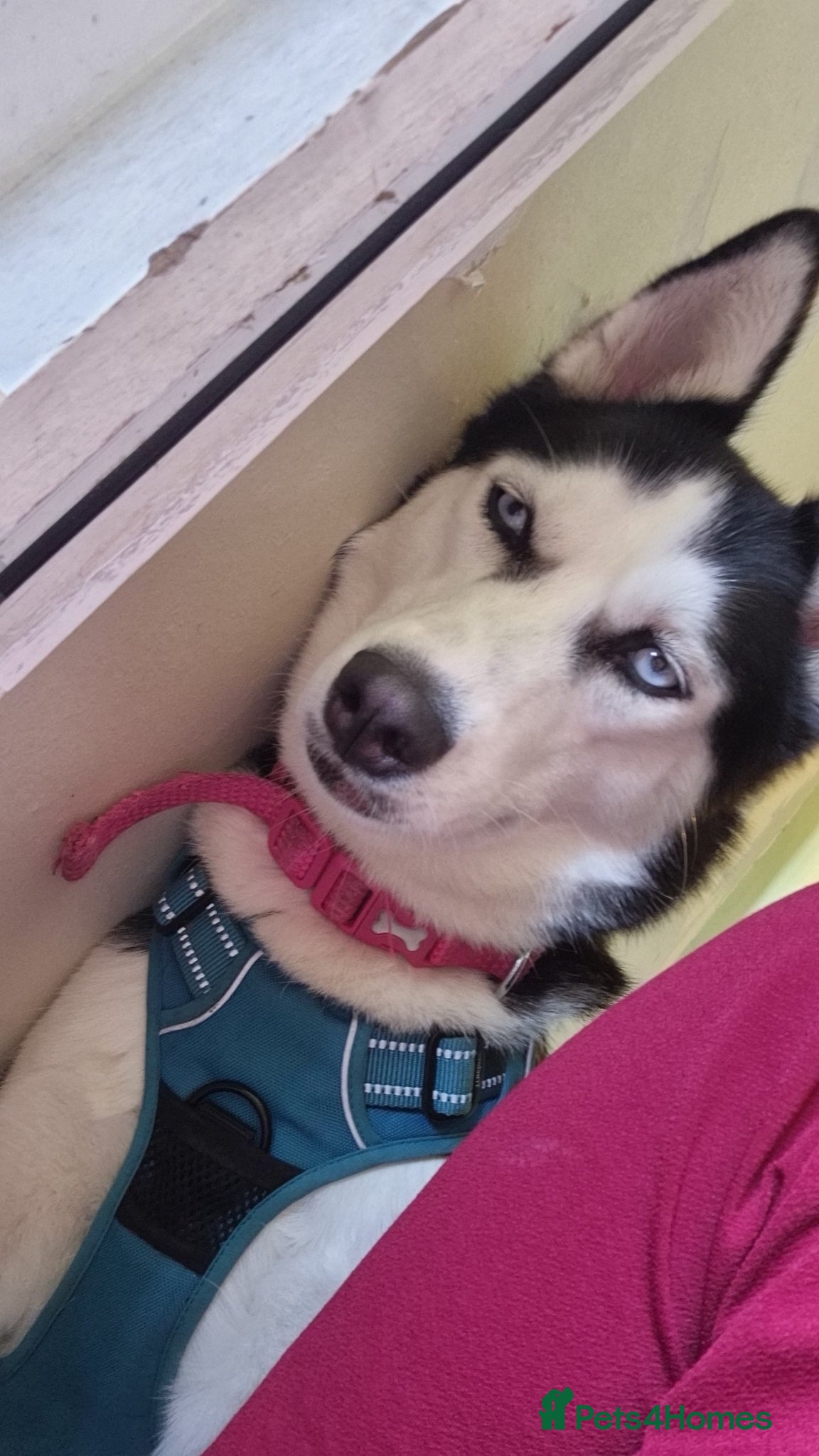 Siberian Husky dogs 5 beautiful girl puppies  - Advert 3