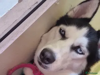 Siberian Husky dogs 5 beautiful girl puppies - Advert 3