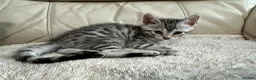 Bengal cats for sale: Bengal silverstorm and brown Rosette kittens - Advert 12