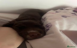 Cocker Spaniel dogs for sale: Last chocolate working cocker spaniel puppy  - Image 12