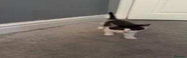 Domestic Shorthair Kitten 3