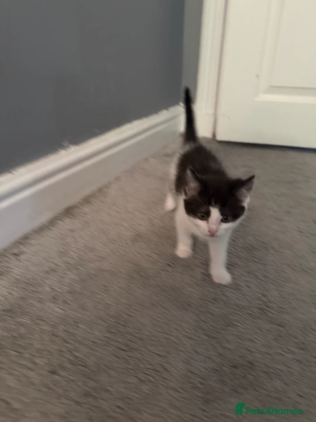 Domestic Shorthair cats for sale: Kittens for sale - Advert 4