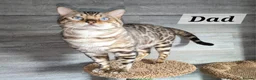 Bengal cats for sale: ⚜️Bengal kittens Tica registered ⚜️ - Advert 34