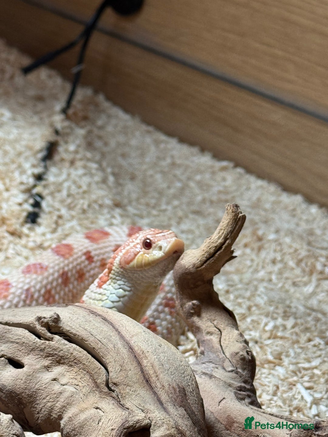 Snake reptiles for sale: Female Western Hognose cb20 in Salisbury - Image 2