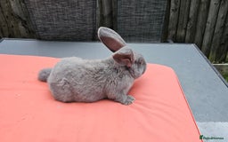 Continental Giant rabbits for sale: Merle colours  , rusian blue fur  - Image 9