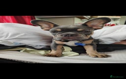 French Bulldog dogs for sale: This is teddy beautiful boy - Image 2
