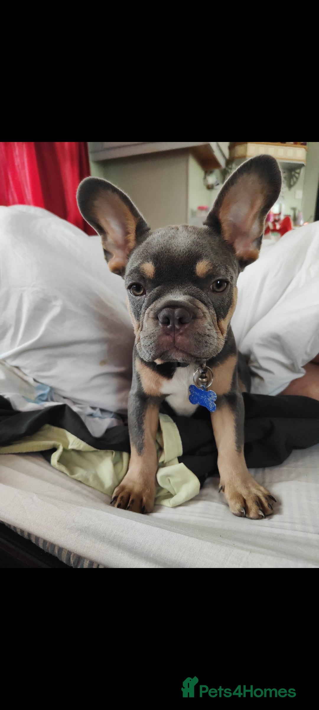 French Bulldog dogs for sale: This is teddy beautiful boy - Image 2