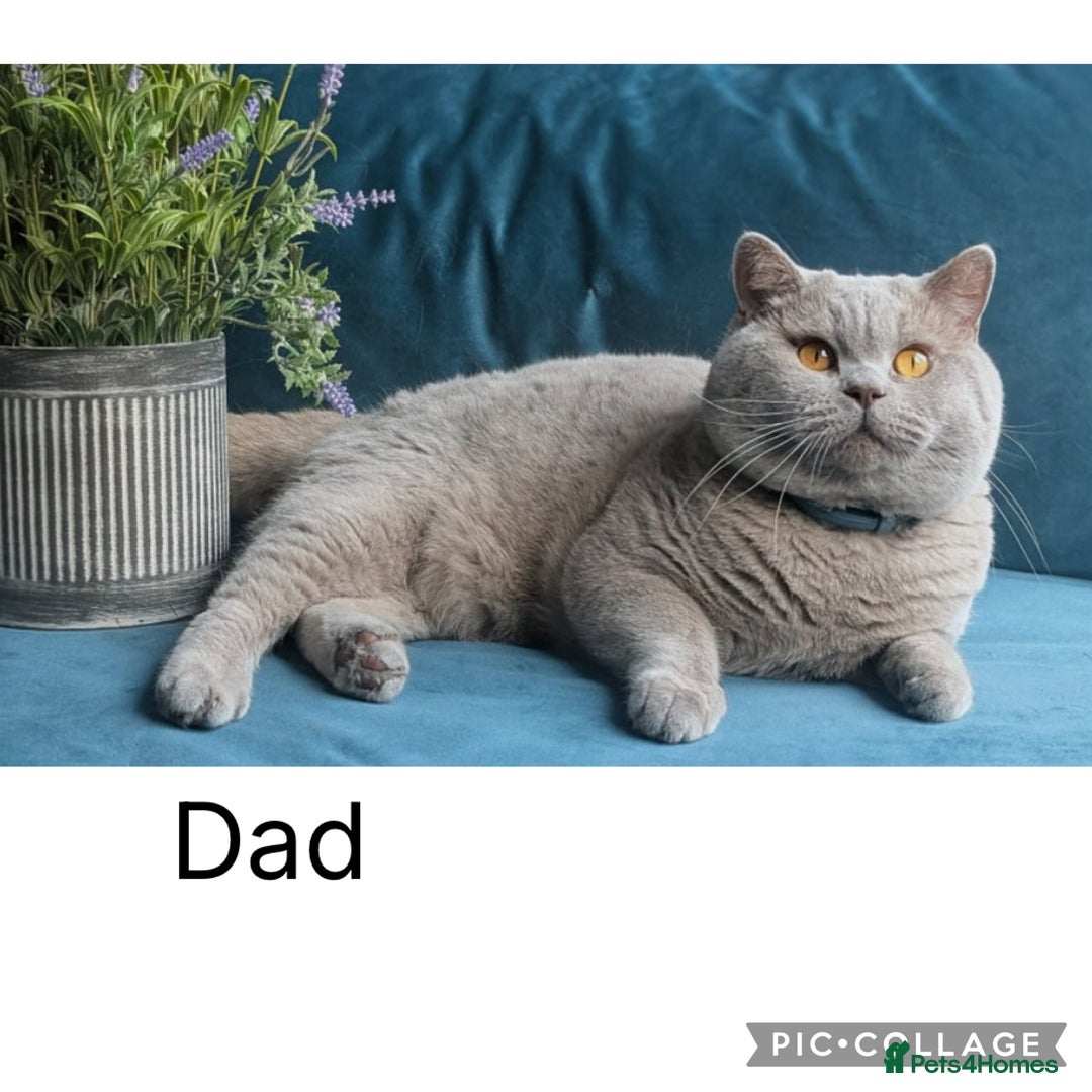 British Shorthair cats for sale: BeautifulGCCF Registered British Shorthair Kittens - Advert 8