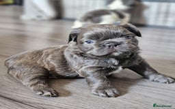 French Bulldog dogs for sale: Beautiful Fluffy French bulldogs - Image 5