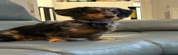 Miniature Dachshund dogs for sale: Long Haired Miniature Daschund 1yo  in Blackpool - Advert 3