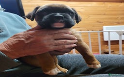 Boxer dogs for sale: KC Registered Boxer Puppies - Image 13