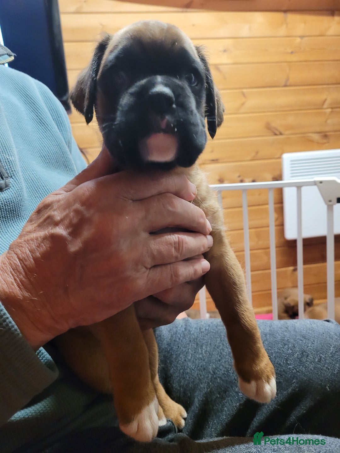 Boxer dogs for sale: KC Registered Boxer Puppies - Image 13