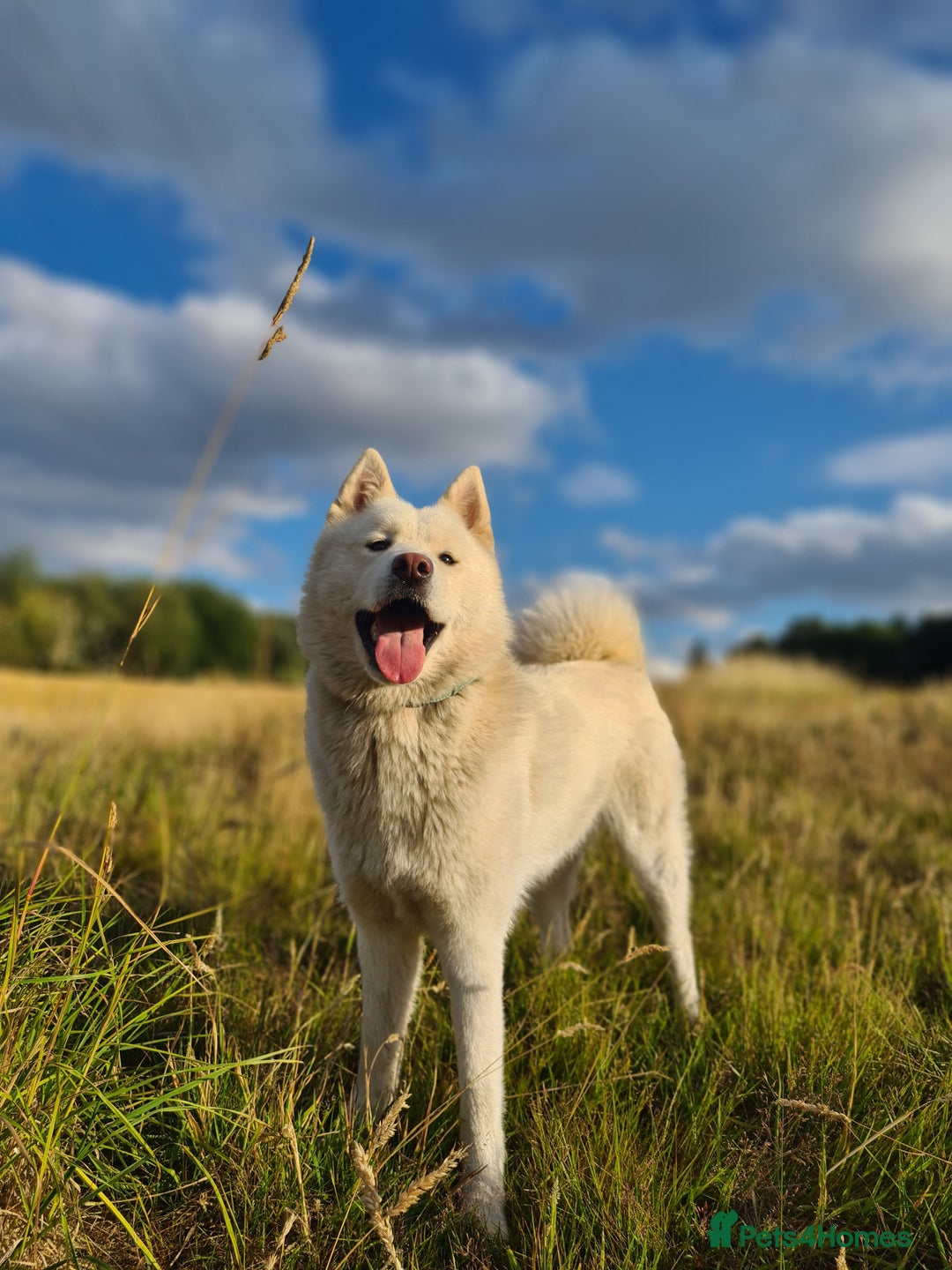 Mixed Breed dogs for sale: Czech Wolfdog × Akita/Malamute Puppies - Image 11
