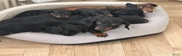 Miniature Dachshund dogs for sale: Beautiful Miniature Dachshund Puppies  - Advert 7