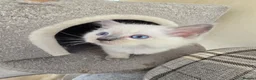 Ragdoll cats for sale: Beautiful Ragdoll kittens, full pedigree  - Advert 16
