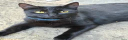 British Shorthair cats for sale: Black young cat looking for loving home - Advert 2