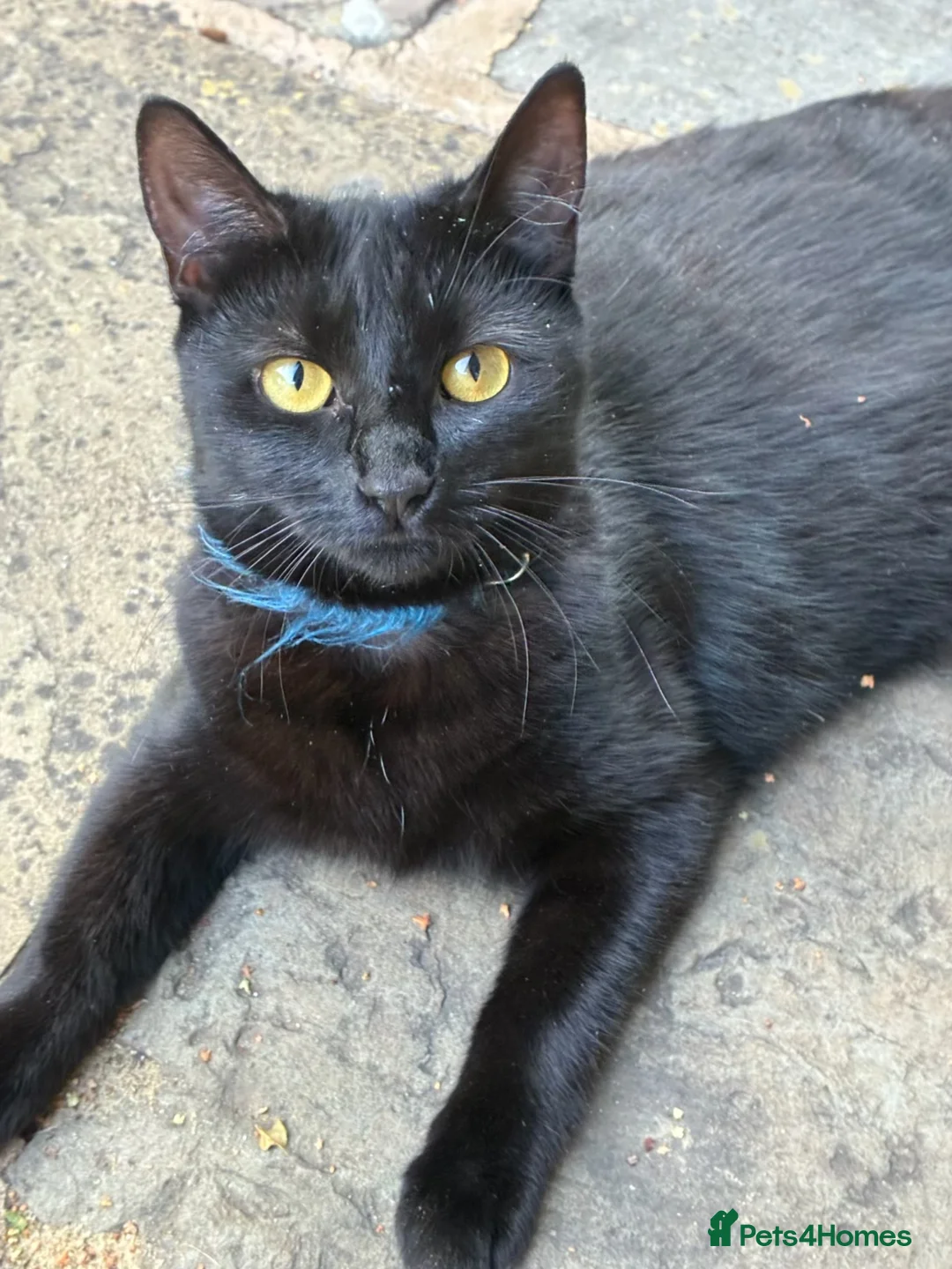 British Shorthair cats for sale: Black young cat looking for loving home - Advert 2
