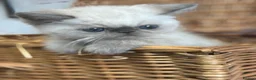 Exotic cats for sale: 2 STUNNING EXOTIC MALE KITTENS  - Advert 7
