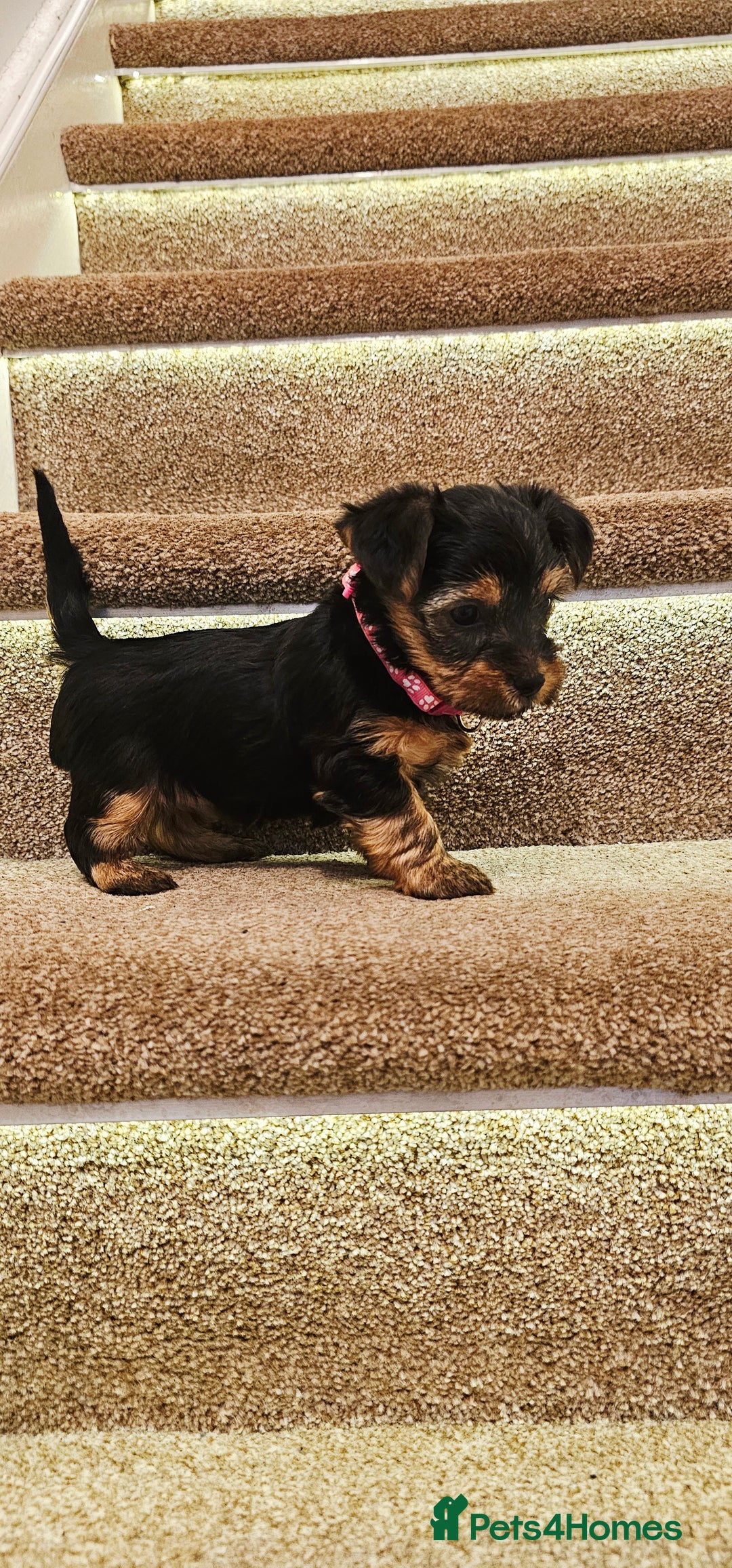 Yorkshire Terrier dogs for sale: Yorkshire Terrier puppies - Advert 24