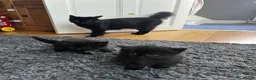 Mixed Breed cats for sale: Gorgeous black kittens - Advert 9