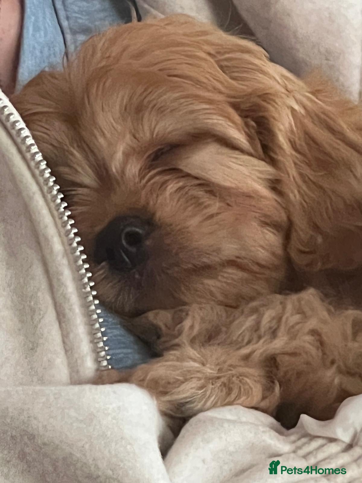 Cavapoo dogs Cavapoo puppies, absolutely gorgeous F1 - Advert 2