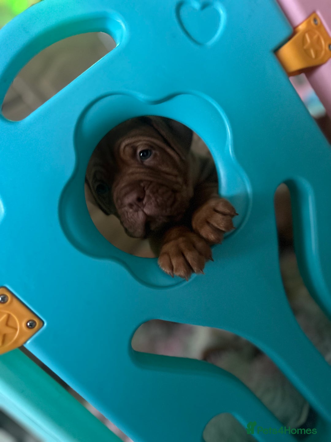 Dogue De Bordeaux dogs for sale: 2 BITCHES!LEFTFULL PEDIGREE 🦁 dogue de Bordeaux  - Advert 16