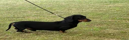 Miniature Dachshund dogs for sale: Wonderful litter of miniature dachshunds  - Advert 16