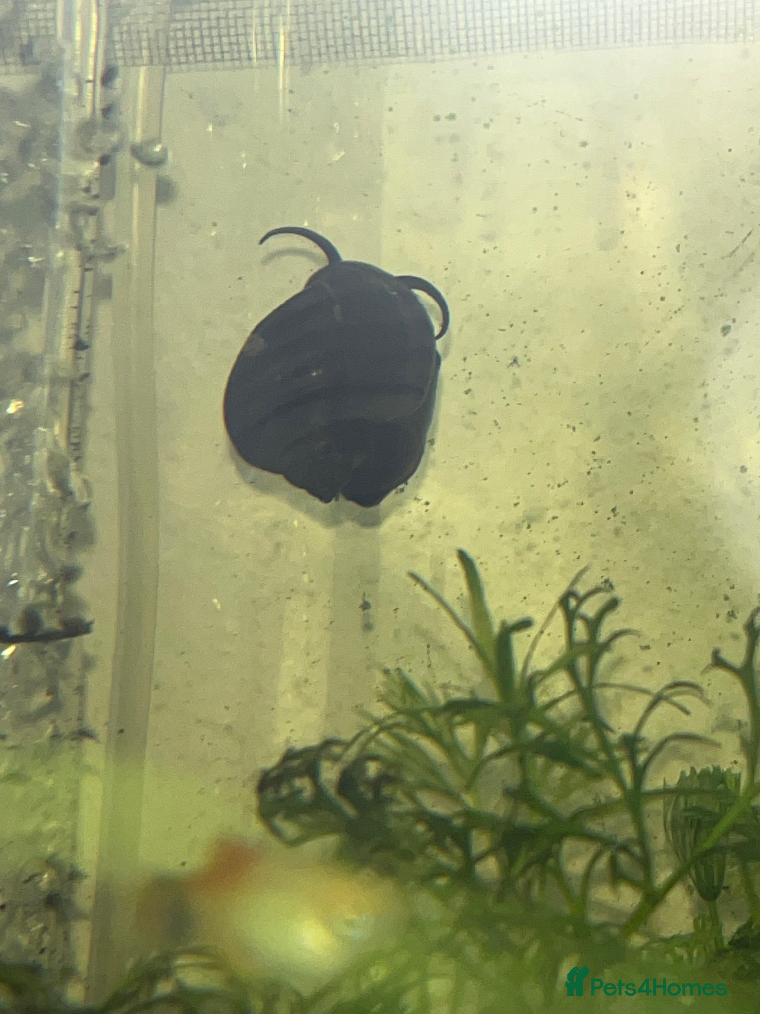 Snails fish Purple Mystery Snails - Advert 1