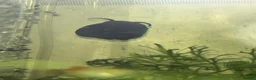 Snails fish for sale: Purple Mystery Snails - Advert 1