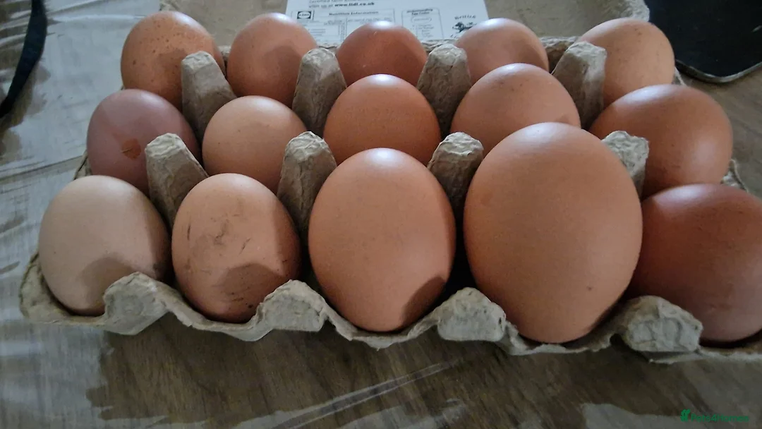 Chickens poultry for sale: 9 Chickens , Ip3 - Advert 5