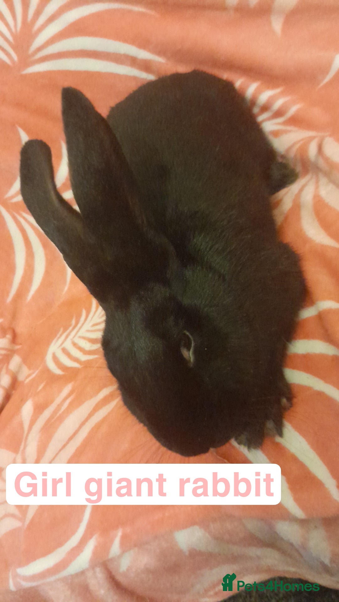 Mixed Breed rabbits for sale: Female rabbits - Advert 4