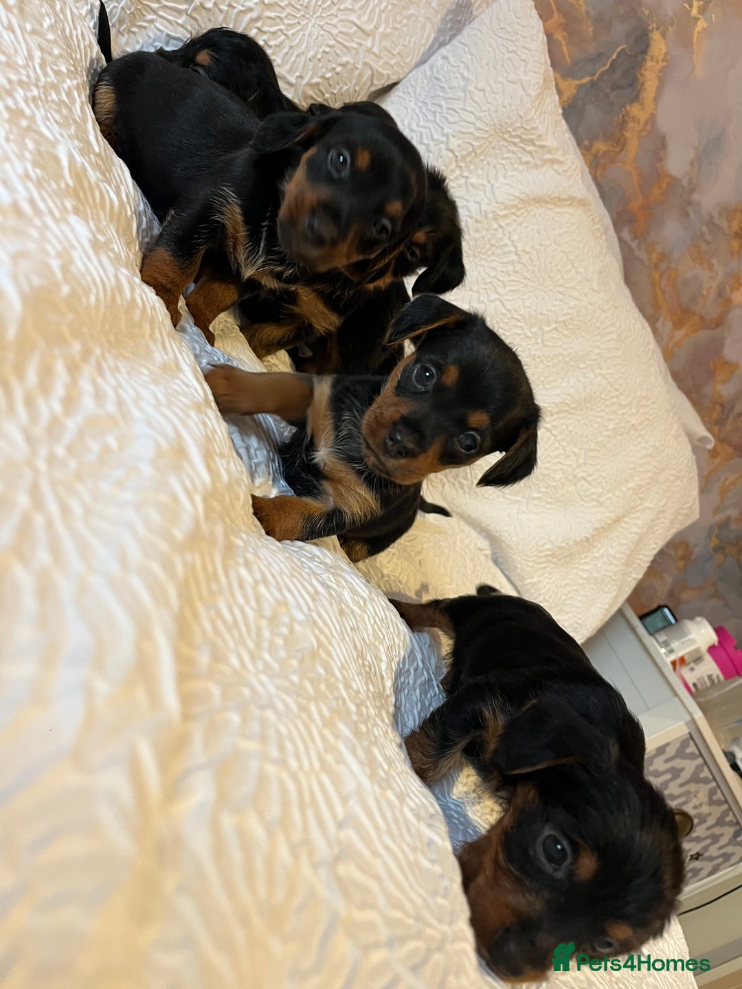 Mixed Breed dogs for sale: Adorable Dorkie puppies  - Image 14