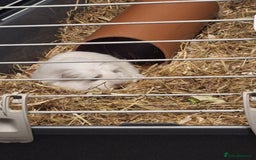 Guinea Pig rodents for sale: Ready to go! Male guinea pig baby - Image 4
