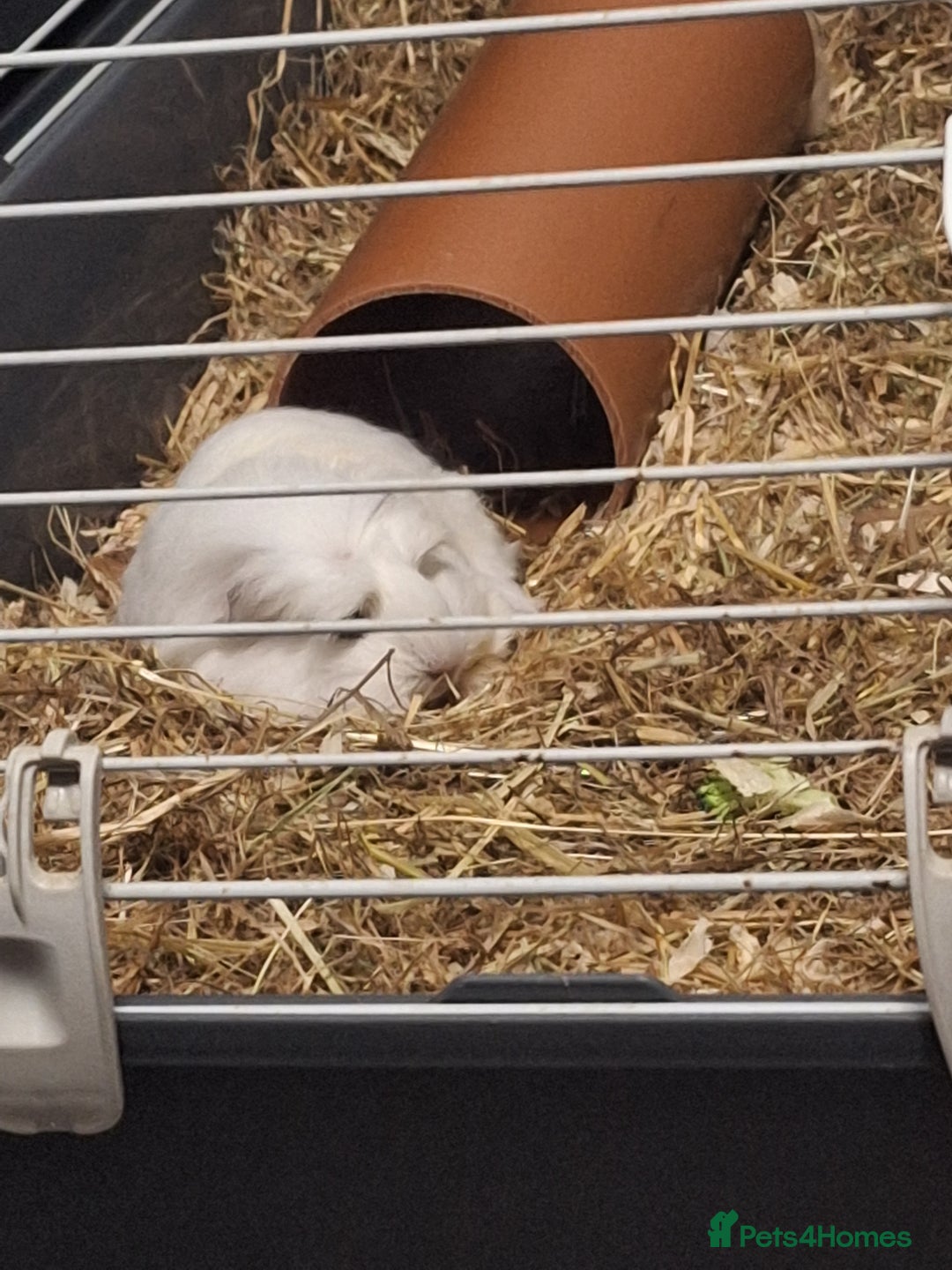 Guinea Pig rodents for sale: Ready to go! Male guinea pig baby - Image 4