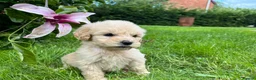 Goldendoodle dogs for sale: Standard GoldenDoodle Puppies - Advert 6