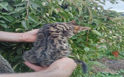 Mixed Breed cats for sale: 3/4 Bengal Kittens  - Image 6