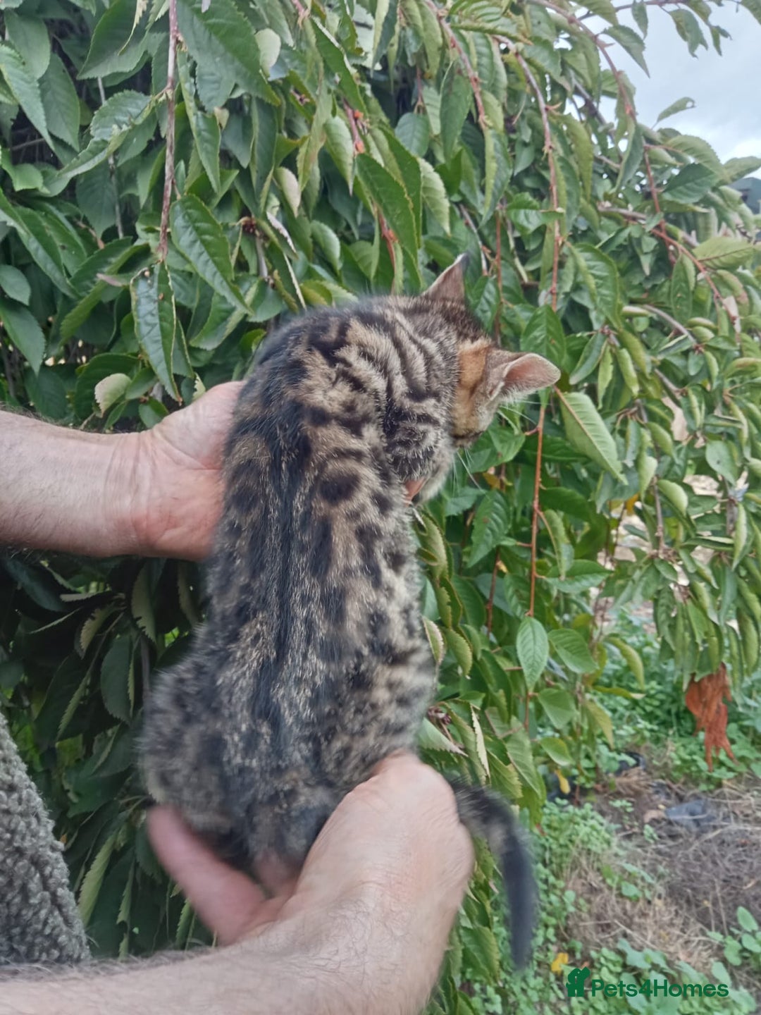 Mixed Breed cats for sale: 3/4 Bengal Kittens  - Image 6