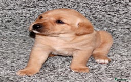 Labrador Retriever dogs for sale: All viewings booked or puppies reserved - Advert 4