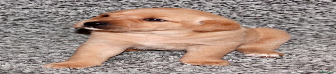 Labrador Retriever Puppy 4