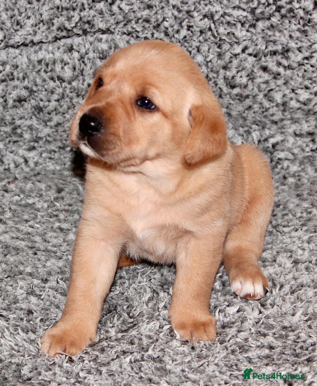 Labrador Retriever dogs for sale: All viewings booked or puppies reserved - Advert 4