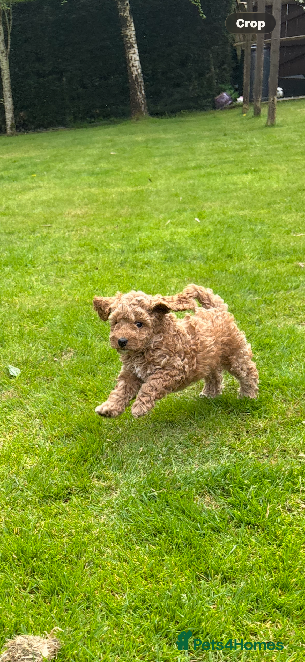 Cockapoo dogs 🐾 Adorable F1B Cockapoo Puppies – Ready Soon! 🐾 - Advert 2