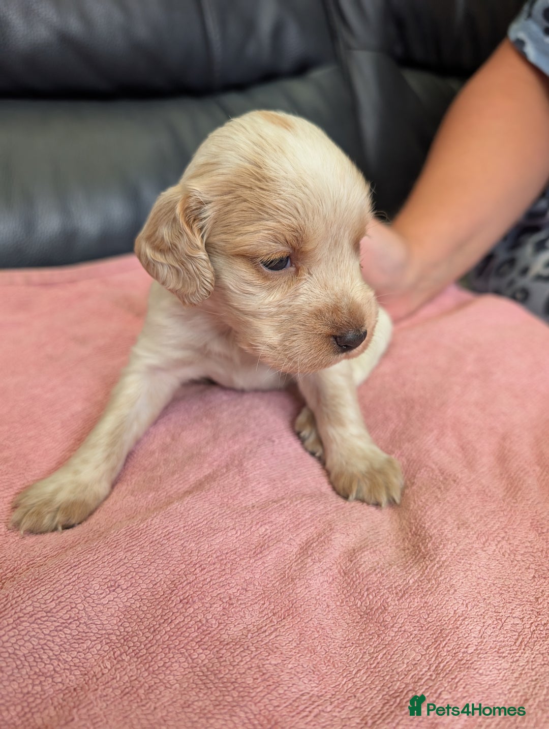 Sprocker dogs for sale: Working Sprocker puppies  - Image 11