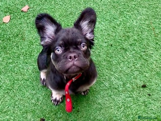 French Bulldog dogs Visual fluffy frenchie chocolate boy - Advert 14