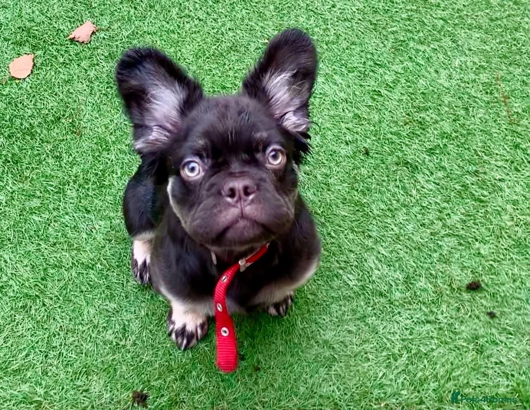 French Bulldog dogs for sale: Visual fluffy frenchie chocolate boy  - Advert 1