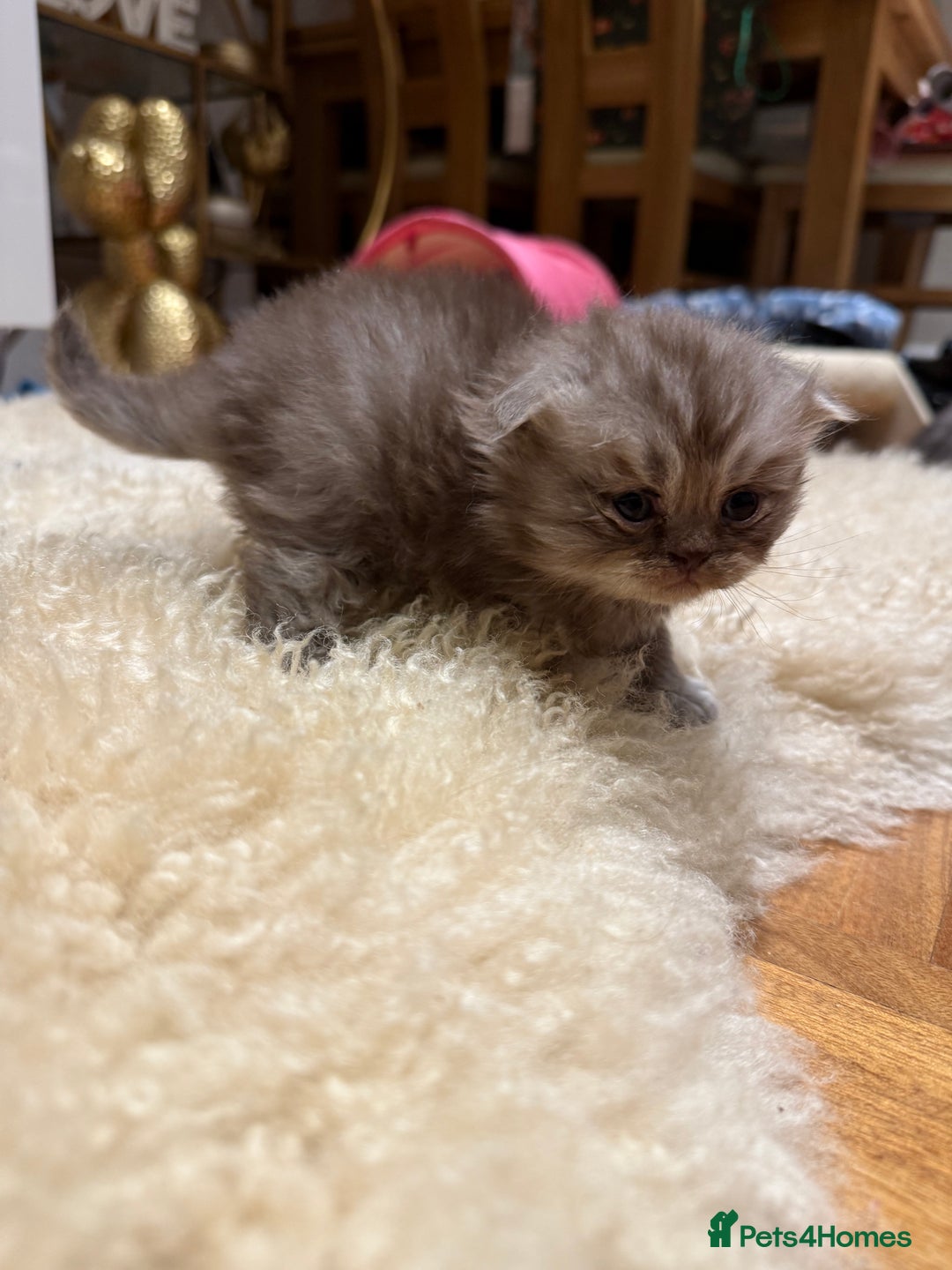 British Shorthair cats for sale: BSH x Fold stunning show kittens  - Advert 5